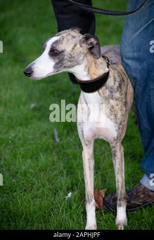 Whippet Stock Photo