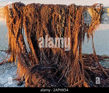 wind blown seaweed hanging on a wooden rail Stock Photo