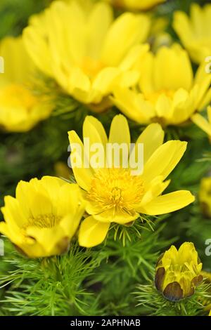 Adonis vernalis is a perennial flowering plant Stock Photo