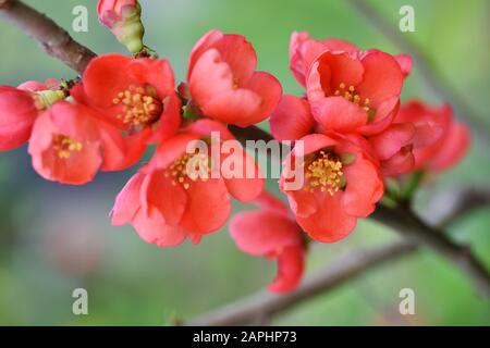 Red flowers of Japanese quince (Chaenomeles japonica) on green background Stock Photo