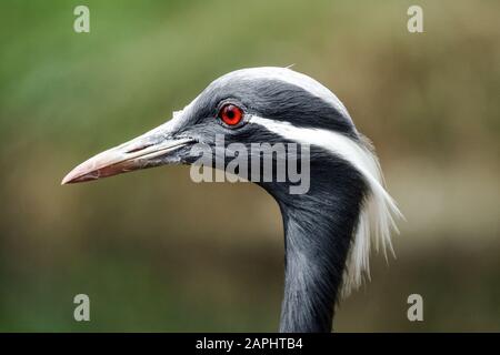 Demoiselle crane Grus virgo portrait Stock Photo