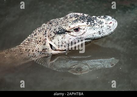 Portrait of Young Komodo dragon in water Varanus komodoensis Stock Photo
