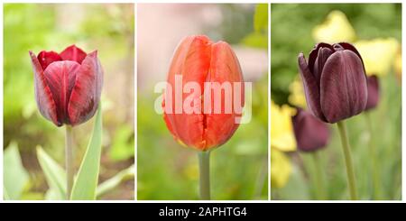 Collage of three photos of red and brown tulips Stock Photo