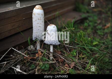 Two tall mushrooms in natural habitat. Stack of planks in the background.  Horizontal photo with copy space to the right. Stock Photo