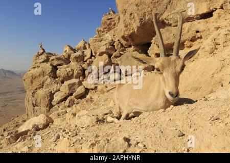 Nubian Ibex in the Neguev desert Stock Photo