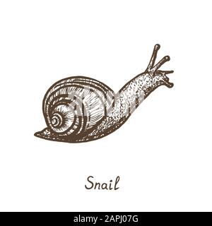 Hand drawn snail side view. Ink black and white drawing Stock Photo - Alamy