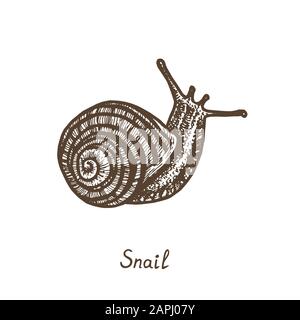 Hand drawn snail side view. Ink black and white drawing Stock Photo - Alamy