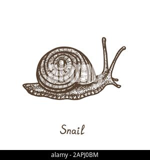 Hand drawn snail side view. Ink black and white drawing Stock Photo - Alamy