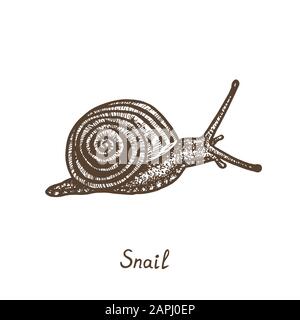 Hand drawn snail side view. Ink black and white drawing Stock Photo - Alamy