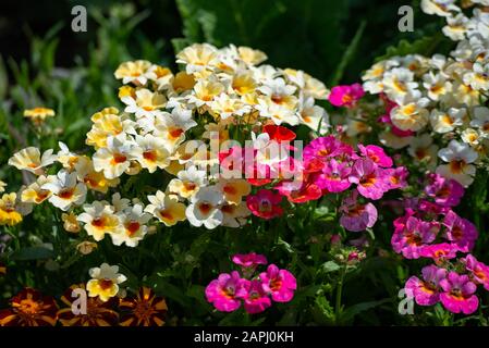 In many colors Nemesia, Sansatia blooms. This flower was named after Nemesis, the Greek goddess of retribution. Stock Photo