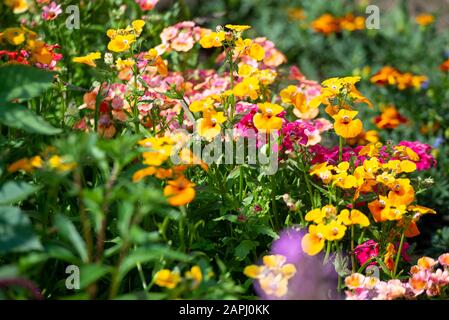 In many colors Nemesia, Sansatia blooms. This flower was named after Nemesis, the Greek goddess of retribution. Stock Photo