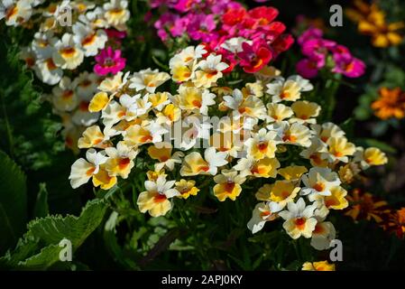 In many colors Nemesia, Sansatia blooms. This flower was named after Nemesis, the Greek goddess of retribution. Stock Photo