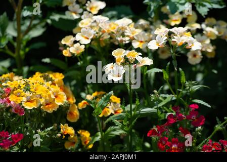 In many colors Nemesia, Sansatia blooms. This flower was named after Nemesis, the Greek goddess of retribution. Stock Photo