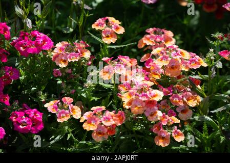 In many colors Nemesia, Sansatia blooms. This flower was named after Nemesis, the Greek goddess of retribution. Stock Photo