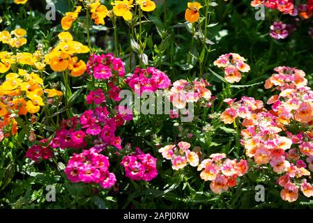 In many colors Nemesia, Sansatia blooms. This flower was named after Nemesis, the Greek goddess of retribution. Stock Photo