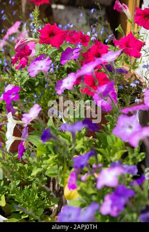 petunia tobacco PDF] Molecular Identification of a mosaic virus Isolate from Imported Petunias Buy tobacco seeds in bulk online. Bulk Tobacco Seeds - Sensation