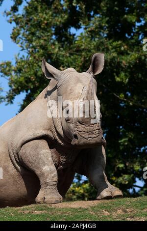 White rhinoceros (Ceratotherium simum), adult, foraging, Sabi Sand Game ...