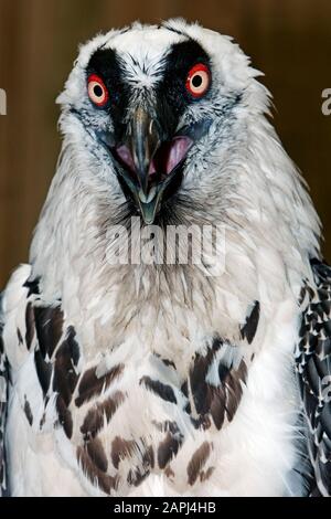 Bearded Vulture, gypaetus barbatus, Portrait of Adult Stock Photo