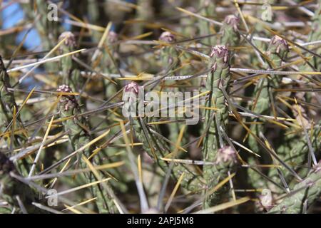Southern Mojave Desert native, Pencil Cholla, Cylindropuntia Ramosissima, growing near Indian Cove of Joshua Tree National Park. Stock Photo