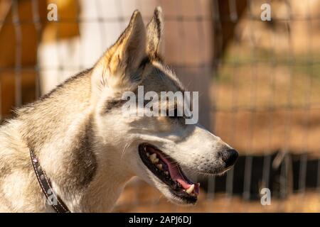 Sled dog team of Alaskan Huskies, (Scientific name: Canis lupus familiaris) Stock Photo