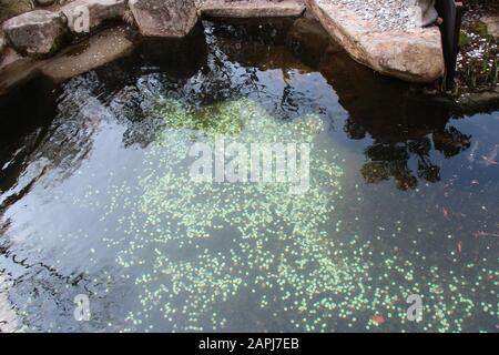 in a buddhism temple (Daisho-in) in miyajima (japan) Stock Photo