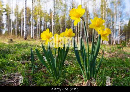 Yellow daffodils in springtime Stock Photo