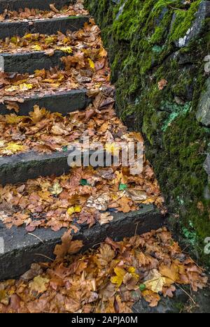 Fallen autumn leaves on stone stairs; Stock Photo