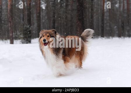 beautiful shaggy dog breed Rough Collie in the winter forest during a snowfall Stock Photo