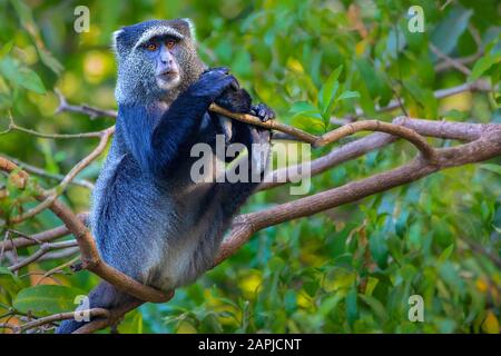 Blue monkey in Lake Manyara, Tanzania, Africa Stock Photo