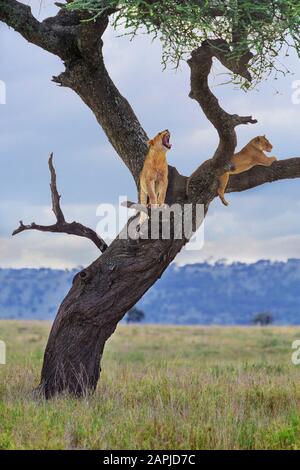 Lion cubs in the tree, in Serengeti, Tanzania Stock Photo