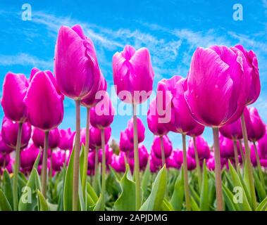 Field of pink tulips over the blue sky nature background Stock Photo
