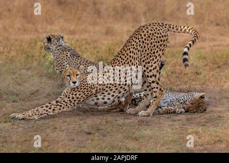 Cheetah and the cubs in Serengeti, Tanzania Stock Photo