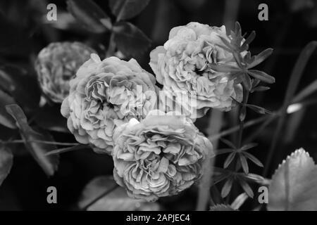 Rose buds in the garden black and white photo Stock Photo