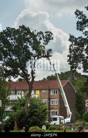 Man in high vis clothing and a helmet limbing a tree with a chainsaw from a cherry picker. Stock Photo