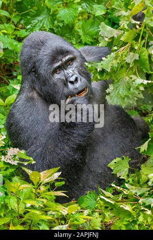 Silverback Mountain Gorilla, in Bwindi, Uganda Stock Photo