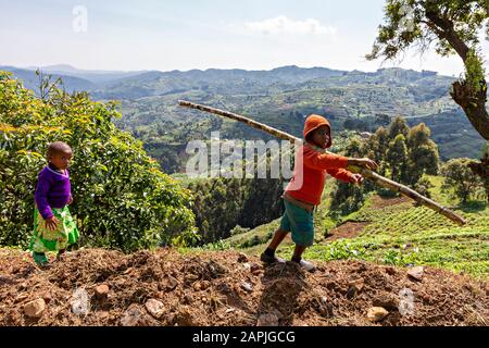 Children walking on the hill, by the tea plantations, in Bwindi, Uganda Stock Photo