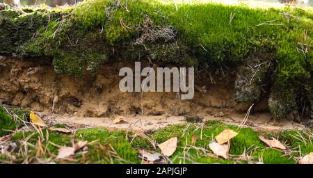 detail of a podzol soil with visible topsoil and eluvial layers Stock Photo