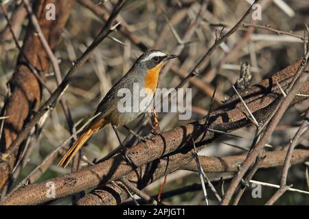 Cape Robin-chat (Dessonornis caffer) adult perched in thorn bush  Augrabies, South Africa               November Stock Photo