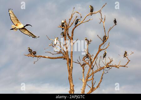 Sacred ibis in flight, in Lake Bunyonyi, in Uganda, Africa Stock Photo