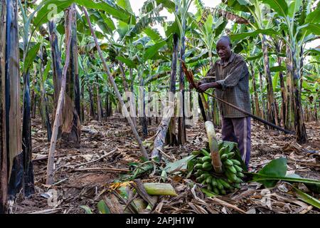 Local man picking and harvests bananas, in Kitwa, Uganda Stock Photo