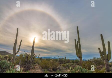 Saguaro cacti and the rainbow over the Saguaro National Park on a winter evening, Tucson, Arizona, United States. Stock Photo