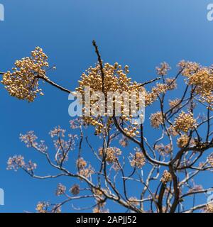 Wild syringa berry tree. Yellow berries on a bright blue sky in the background. Stock Image. Stock Photo