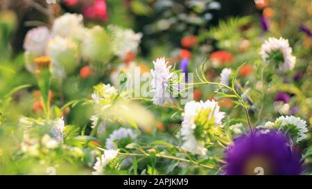 White Aster flowers blooming in the garden in autumn. Stock Photo