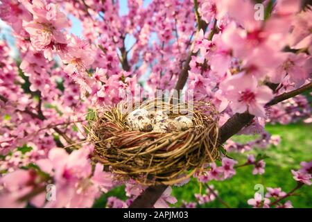 Cozy bird's nest with spotted eggs in a beautiful blossoming cherry tree on a sunny day Stock Photo