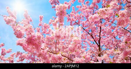 Blossoming cherry trees with their pink over nice blue sky with the bright sun Stock Photo