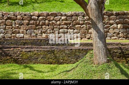 Old tree in front of an ancient wall. Stock Photo