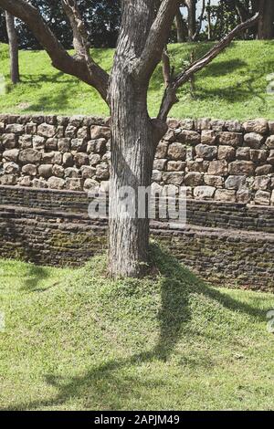Old tree in front of an ancient wall, color toning applied. Stock Photo