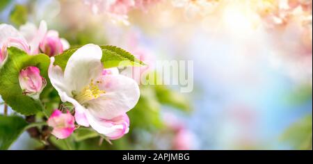 Spring blossoms and blurred background in beautiful dreamy colors, panoramic format Stock Photo