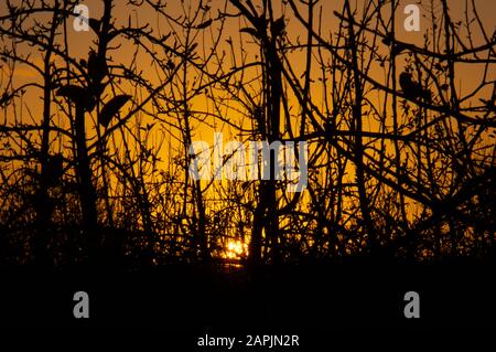 Silhouette of apple tree branches with the setting sun and orange sky in the background Stock Photo