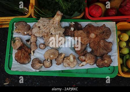 Large brown wild forest mushrooms on display in market Stock Photo